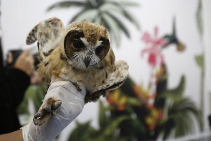 Fotografía de un búho rayado (asio clamator) luego de una tomografía axial computarizada (TAC) hoy, en el Centro de Veterinaria y Zootecnia de la Universidad CES en Medellín (Colombia). Un centro de medicina veterinaria y zootecnia en Medellín realizó este viernes un TAC a un búho que está siendo tratado por una enfermedad en su sistema respiratorio. EFE/ Luis Eduardo Noriega A.