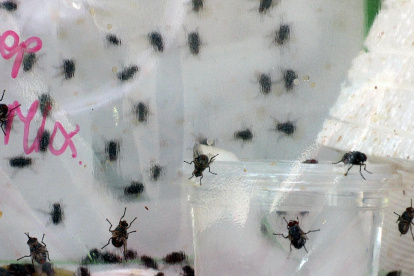 Captura de video que muestra la mosca invasora parasítica Philornis downsi en la Fundación Charles Darwin