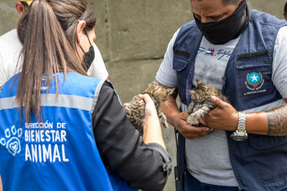 Los felinos hallados fueron rescatados y están en proceso de adopción.