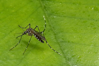 El mosquito transmisor del dengue.