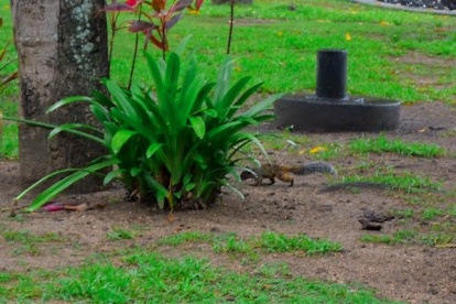 Por años, las ardillas circulan de forma libre por el lugar.