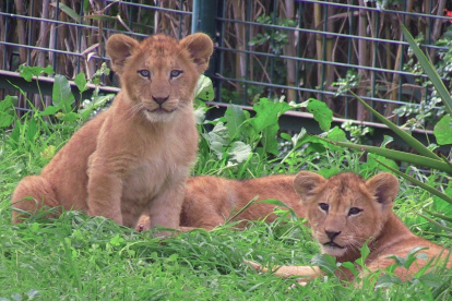 Dos de los cinco cachorros de león del Atlas. E