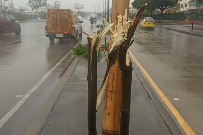 Este es el estado en el que quedaron doce especies plantadas sobre la avenida.