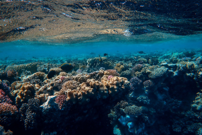 El aumento de las temperaturas oceánicas amenaza a los arrecifes de coral de todo el mundo