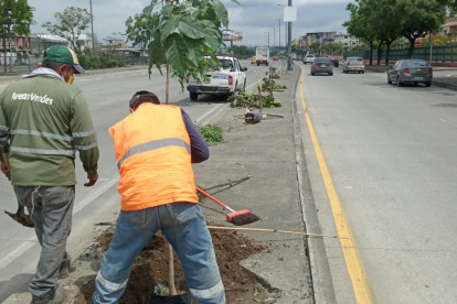 Las especies fueron plantadas este 3 de febrero en el sitio