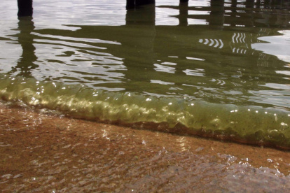Imagen de archivo de agua contaminada por algas tóxicas. EFE/Andrés Cristaldo