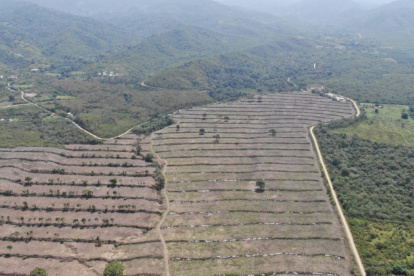 Daño. La tala ilegal en el Bosque de Vegetación Protector Cantagallo.