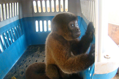 Caso. La mona "Estrellita" convivió con humanos por 18 años y falleció en un zoológico.