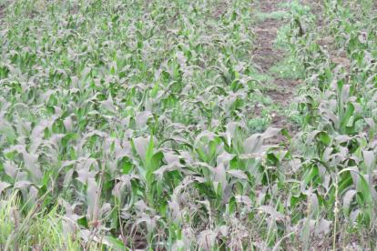 Sembríos de maíz y de todo tipo de alimentos corren el riesgo se perderse por la lluvia de ceniza