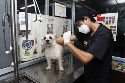 Atención. En la veterinaria Mascotas y Algo Más se atiende a un perro que tiene el seguro Petsafe.