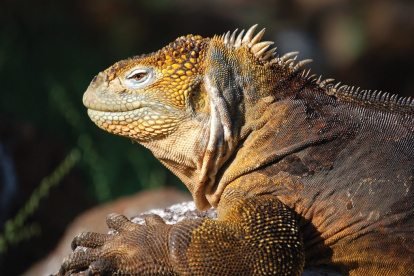 Decisión. La Corte Constitucional equipara los derechos de los animales con los ya otorgados a la naturaleza.