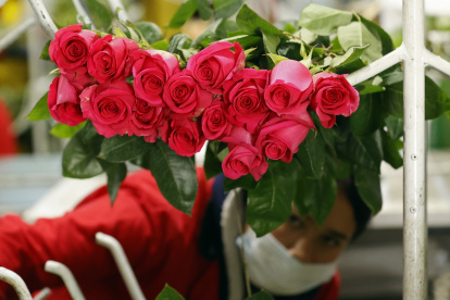 Una mujer corta flores para San Valentín en la empresa El Redil, ubicada en Nemocón (Colombia). Un sector del campo colombiano en el que predomina la mano de obra femenina resistió a la pandemia y, con la premisa de exportar "emociones" a más de cien países, especialmente para San Valentín, ha florecido hasta alcanzar cifras récord de ventas. Según datos de la Asociación Colombiana de Exportadores de Flores (Asocolflores), entre enero y noviembre del año pasado se incrementó en un 17 % el envío de flores al extranjero, lo que se traduce en 1.544 millones de dólares. EFE/ Mauricio Dueñas Castañeda