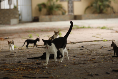 Censo. La dirección de Bienestar Animal anunció el conteo de animales de casa y de los que deambulan en calles.