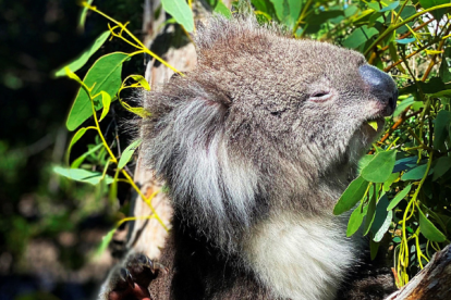 Un koala en el Parque de Vida Salvaje Cleland de Adelaida,donde se encuentan los 28 koalas jóvenes que fueron rescatados de los incendios forestales del "Verano Negro" de 2019-20