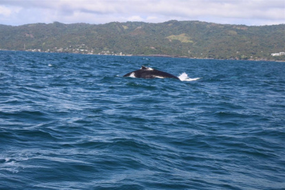 Fotografía cedida que muestra a una ballena jorobada que sale del agua para respirar en la bahía de Samaná, en República Dominicana, donde acuden los cetáceos a aparearse y procrear entre el 15 de enero y el 31 de marzo.