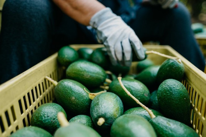 El aguacate mexicano es cotizado en países como Estados Unidos.