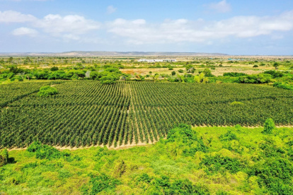 1.Aporte. Colonche es una de las zonas del norte peninsular donde se cosecha una variedad de productos de exportación.
