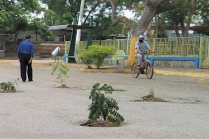 Hecho. 18 árboles fueron sembrados ayer en la calle principal de Colonche.