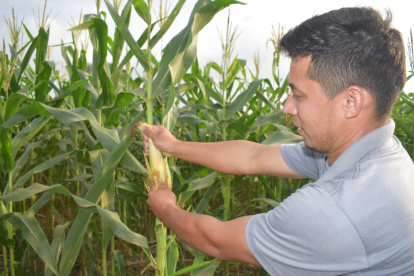 Cultivo. Un agricultor de la provincia de Los Ríos trabaja en su cultivo de maíz, hay siembra que se va a cosechar en un mes. Hay temores por las plagas que pueden aparecer.