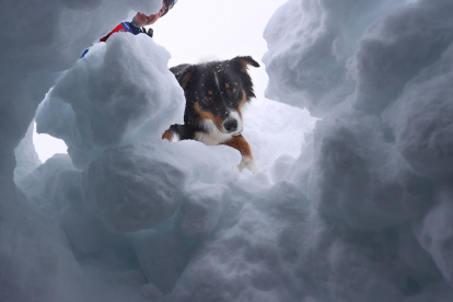 El entrenador de perros Dörg Stephan busca con la perra Amira, en un simulacro, personas enterradas en la nieve.