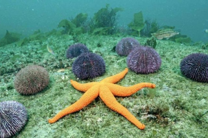 El mundo de los equinodermos
