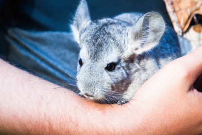 La chinchilla es un roedor doméstico
