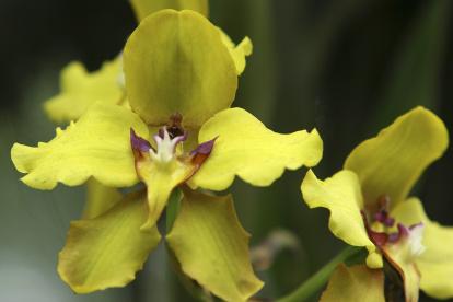 Ecuador cuenta con más de 4.500 variedades de orquídeas, de las cuales 1.700 son endémicas