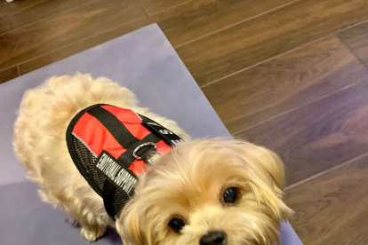 Loki fue adiestrado como un perro de soporte emocional.