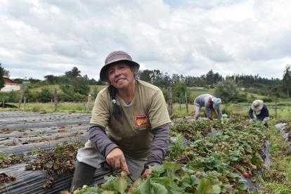 Blanca Tipán mientras retiraba las plantas de frutillas que se dañaron por el fuerte temporal invernal.


BLANCA TIPAN, CULTIVA FRUTILLA JUNTO A SU FAMILIA 

03 de marzo 
KARINA DEFAS 
Agencia (ag-expreso ag-extra ag-quito)
