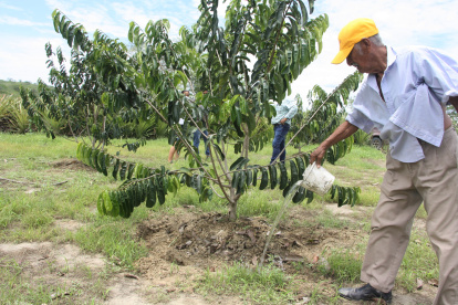 La guanábana ha tenido un despegue importante en Santa Elena en los últimos años.