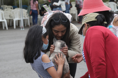 Una treintena de mascotas acompañaron a los ecuatorianos en el segundo vuelo humanitario.