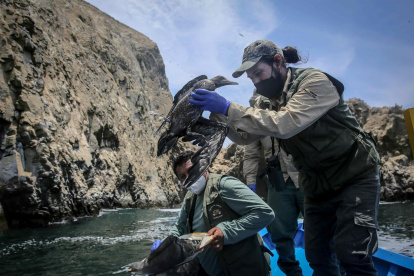 Un ave es rescatada durante las labores de rescate y monitoreo de especies marinas afectadas por el derrame de petróleo en los Islotes Pescadores (Perú), en una fotografía de archivo.