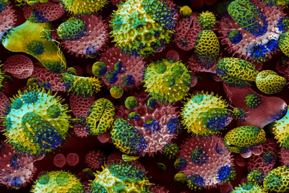 Las variantes del coronavirus son muchas.