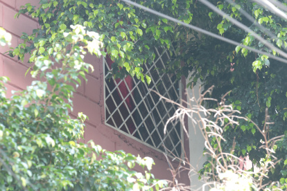 Para muchos habitantes de Sauces IV, asomarse por las ventanas de sus casas es como estar en una selva, debido a que las ramas de los árboles están a punto de ingresar a sus viviendas.