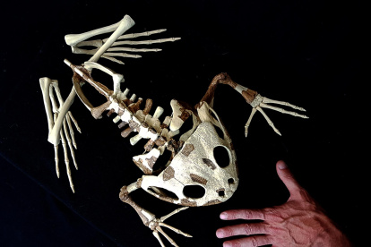 El paleoartista argentino Santiago Reuil muestra un animal reconstruido durante una entrevista con Efe, el 9 de marzo de 2022, en Buenos Aires (Argentina).