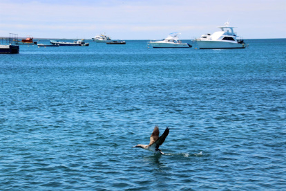 Vista de un piquetero de patas azules mientras vuelo en un canal entre la isla de Baltra y la de Santa Cruz, en Galápagos (Ecuador), en una fotografía de archivo.