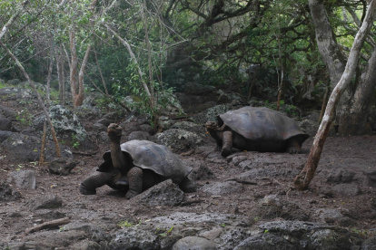 Tortugas de Galápagos
