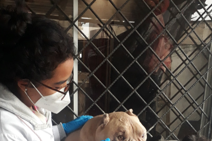 Boyka murió a los 8 años y fue sometido al proceso de taxidermia.