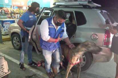 Los animales están en manos de personal de Rescate Animal