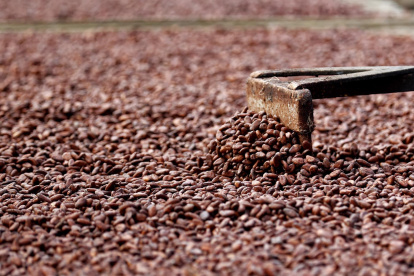 Fotografía de archivo del proceso del cacao en una planta de procesamiento.