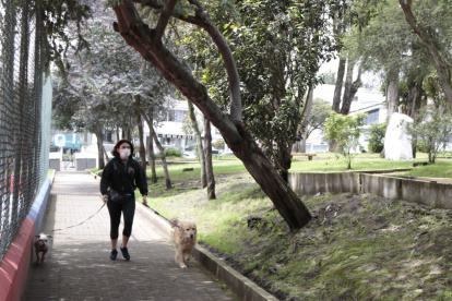 Paseo. Una vecina pasa debajo de un árbol inclinado con sus mascotas. 2. Problema. Muchas plantas tienen raíces expuestas.