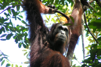 Imagen de uno de los orangutanes de Borneo estudiados por la Universidad de Warwick