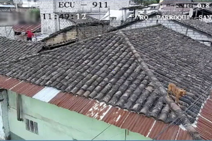 Alerta. Unidades especiales han rescatado desde perros hasta reptiles.