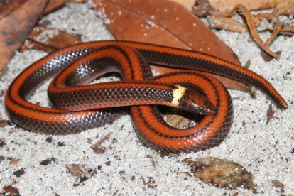Fotografía cedida por la fundación paraguaya Para La Tierra que muestra una serpiente de la especie denominada Phalotris shawnella, recientemente descubierta en Paraguay.