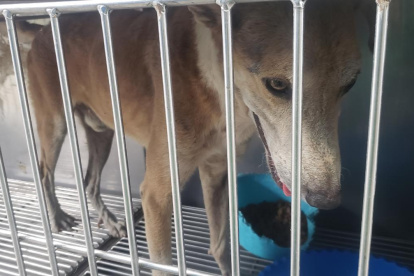 El perro en el momento que fue rescatado. El can tiene aproximadamente cinco años