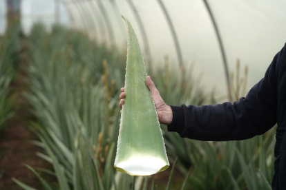 El aloe vera es un remedio popular que ha captado el interés de científicos y emprendedores.