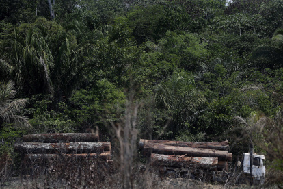 Vista de camión que transporta madera obtenida ilegalmente en la selva amazónica al sur del estado de Amazonas, en una fotografía de archivo