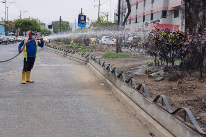 El Municipio ha procurado sembrar nuevas especies nativas en avenidas como la Benjamín Carrión, la autopista Narcisa de Jesús y otros.