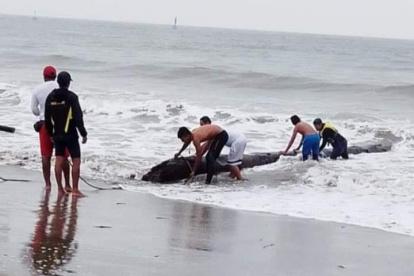 Tragedia. La menor fue golpeada por un tronco.