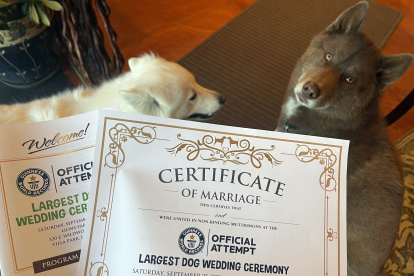 Fotografía de septiembre del 2021 cedida por Daniel Dusty Porter donde se aprecia a dos perros junto con sus certificados de matrimonio